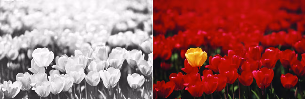 a black-and-white photograph of a field of tulips and a color photograph of red tulips and a yellow tulip in a field